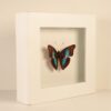 Cuadro Mariposa Azul