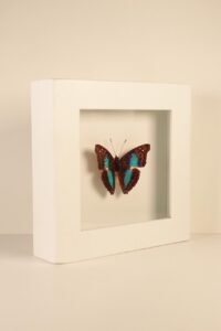 Cuadro Mariposa Azul