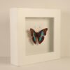 Cuadro Mariposa Azul