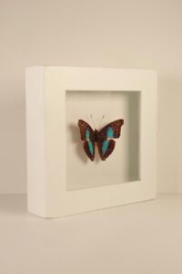 Cuadro Mariposa Azul