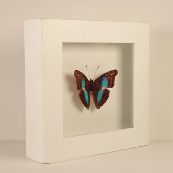 Cuadro Mariposa Azul