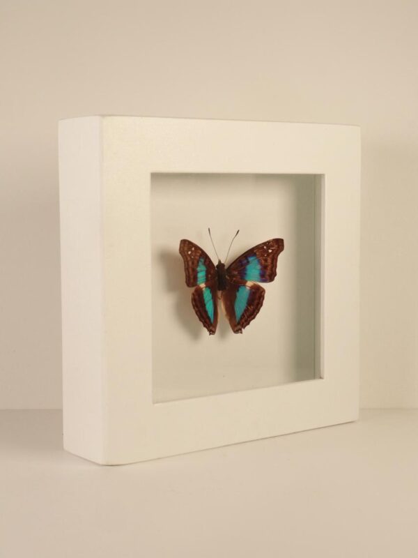 Cuadro Mariposa Azul